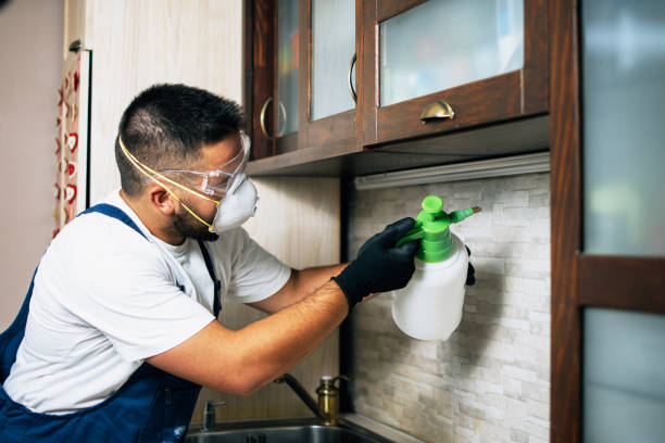 Wasp Removal Services in Noank, CT