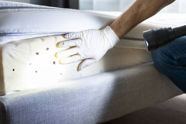 Best Exterminator Services  in Noank, CT
