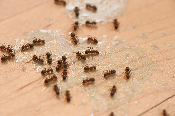 Best Wasp Removal Services  in Noank, CT