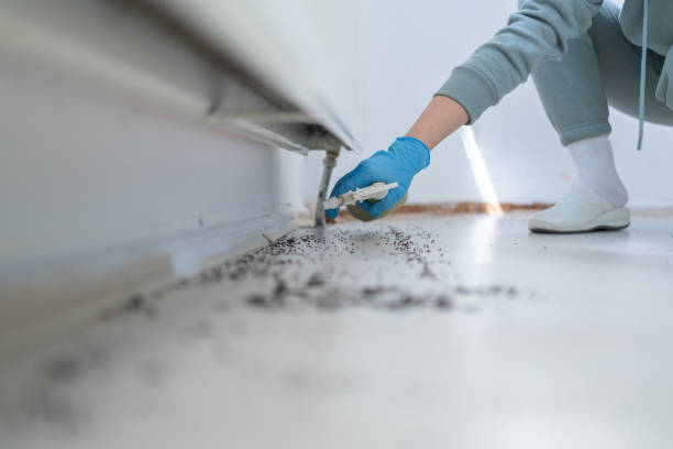 Best Flea Control Services  in Noank, CT